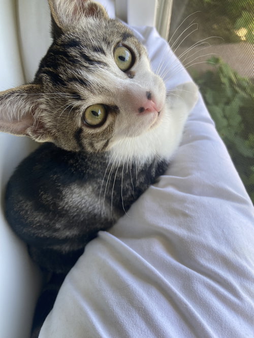Indiana, Baby Domestic Short Hair (short coat), cat for adoption in San Buenaventura (Ventura), California