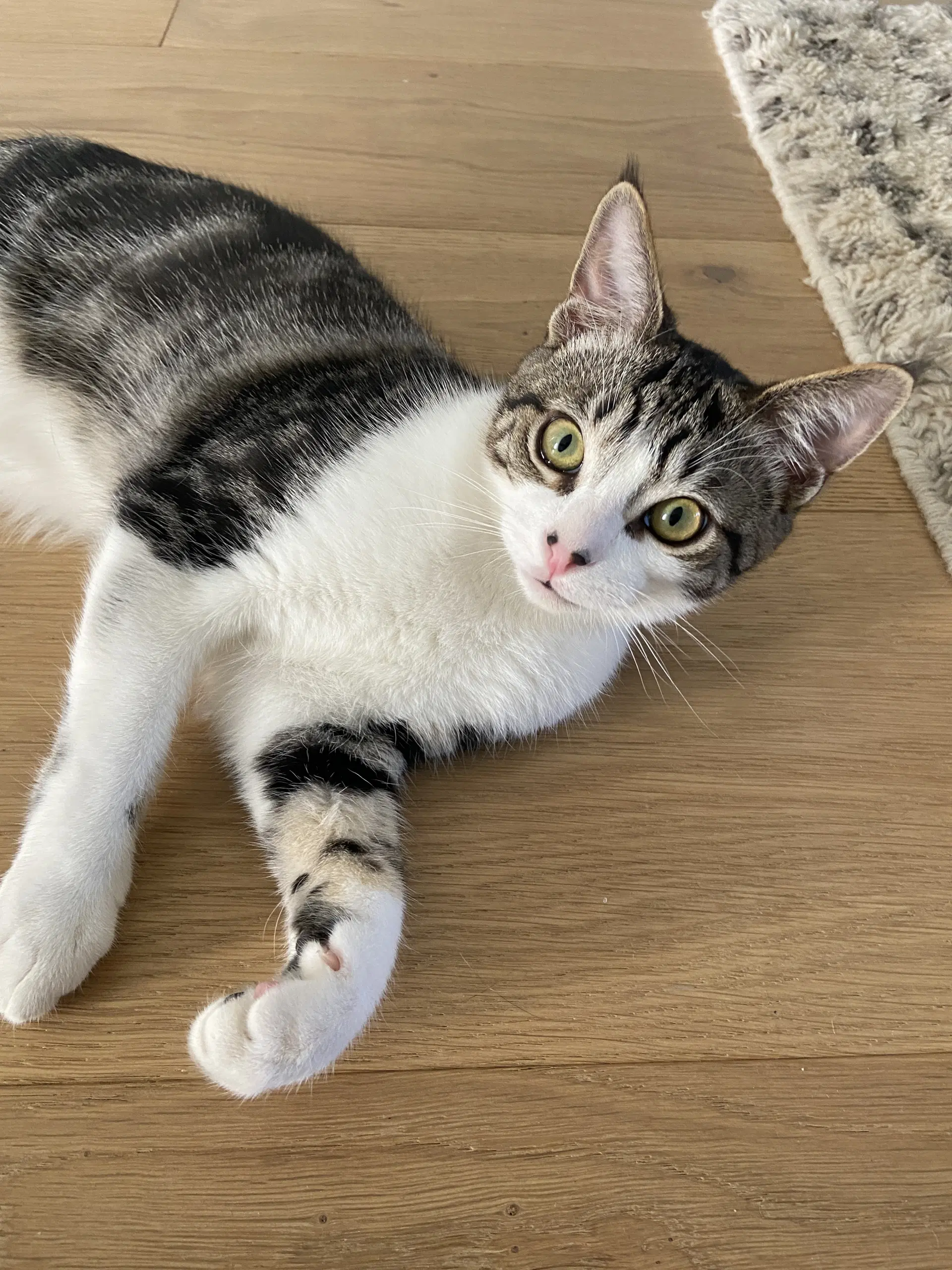 Indiana - Domestic Short Hair