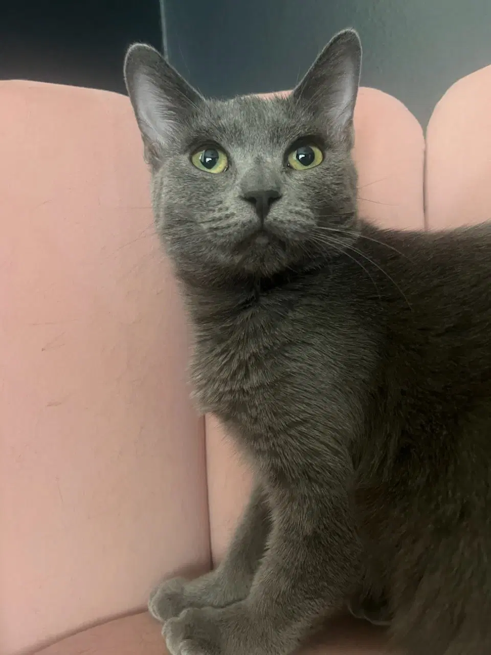 Jagger - Russian Blue