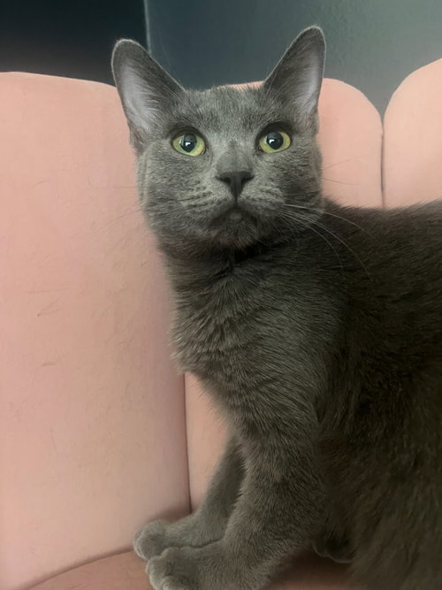 Jagger, Young Russian Blue (short coat), cat for adoption in San Buenaventura (Ventura), California
