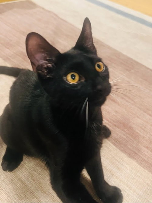 Elvis Purressley, Baby Domestic Short Hair (short coat), cat for adoption in San Buenaventura (Ventura), California