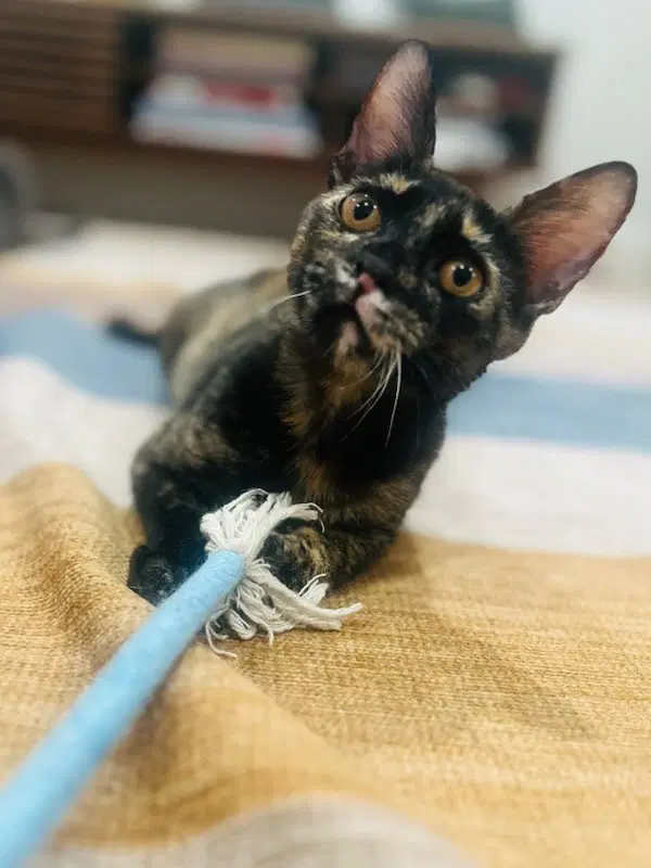 Brenda Flea - Domestic Short Hair