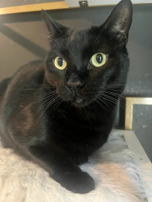 Otis, Young Bombay (short coat), cat for adoption in San Buenaventura (Ventura), California