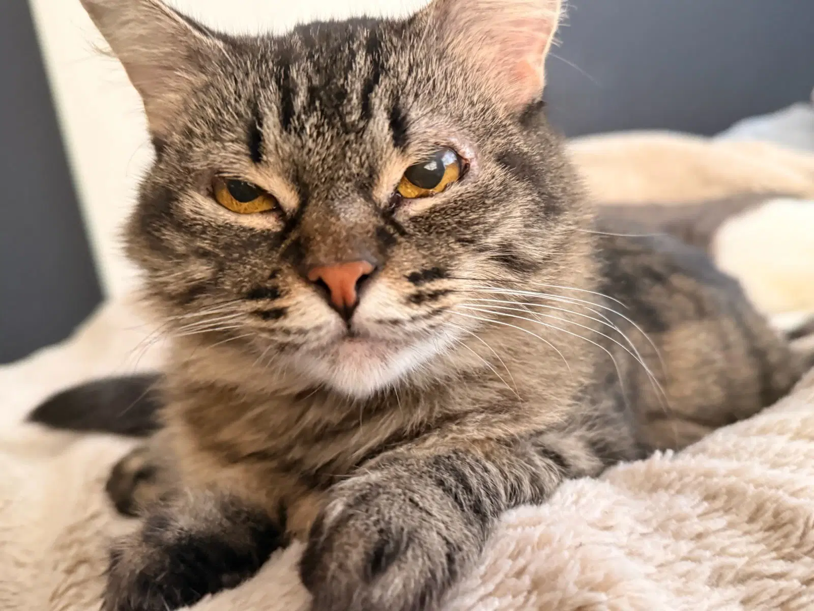 Evelyn Aka Popple - Domestic Short Hair