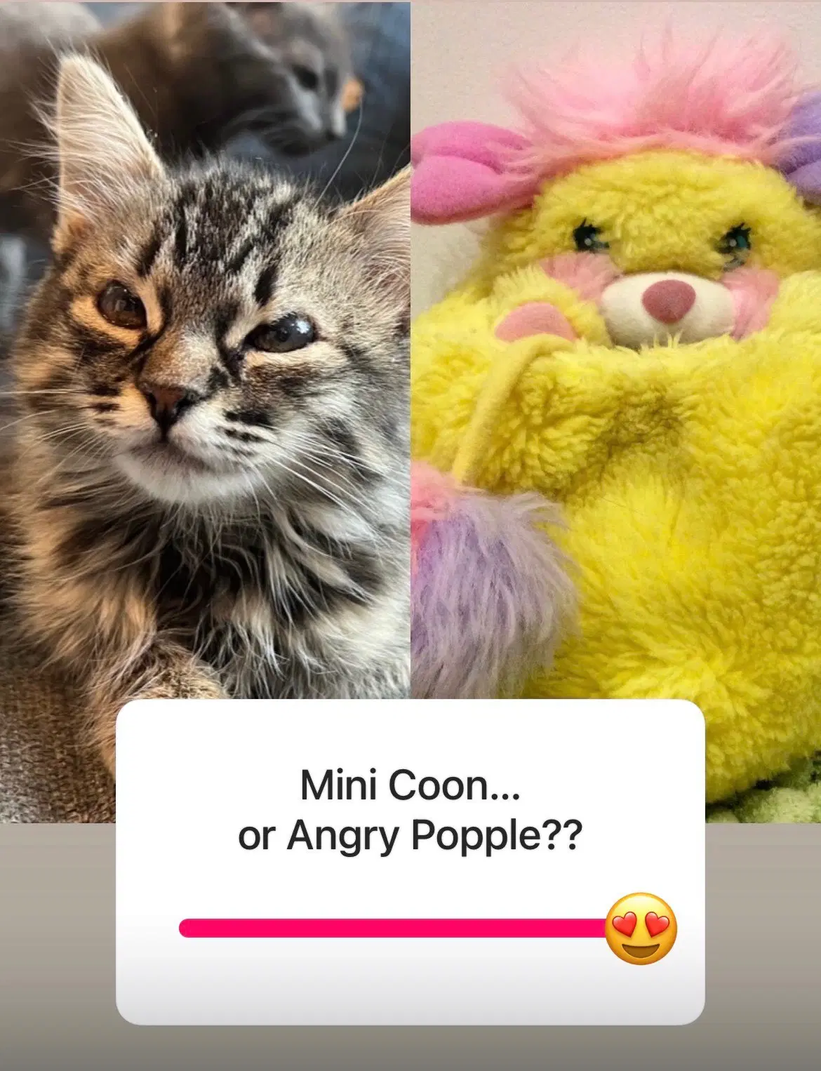 Evelyn Aka Popple image 3