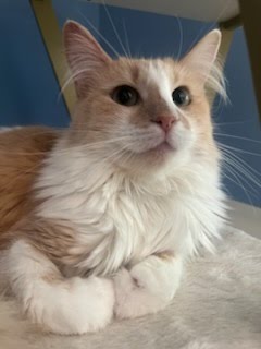Taylor Swift, Baby Domestic Medium Hair (medium coat), cat for adoption in San Buenaventura (Ventura), California
