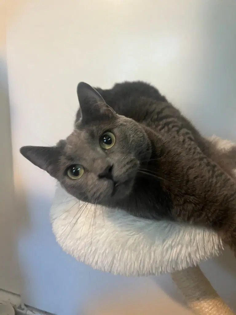 Tia - Russian Blue