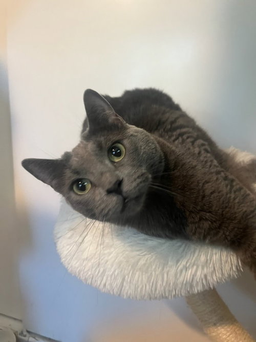 Tia, Young Russian Blue (short coat), cat for adoption in San Buenaventura (Ventura), California