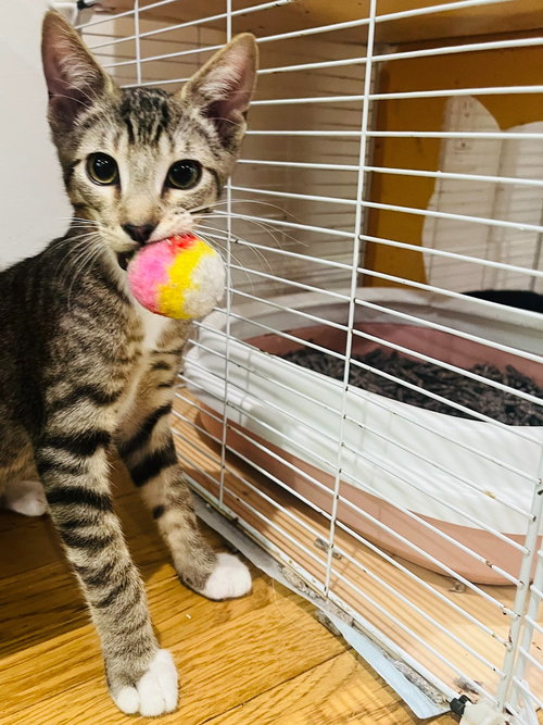 ANDREW MEWCARTHY, Baby Domestic Short Hair (short coat), cat for adoption in San Buenaventura (Ventura), California