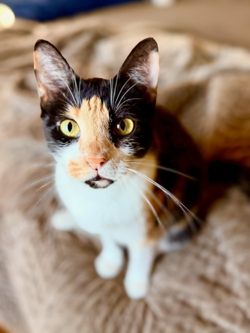 Tiffany, an adoptable Calico in Los Angeles, CA