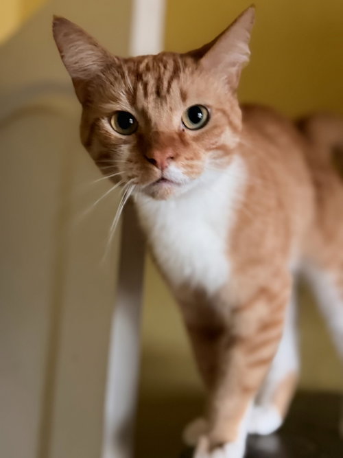 Maxwell, an adoptable Domestic Short Hair in Los Angeles, CA