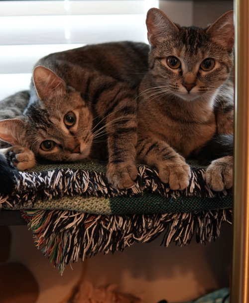 Thelma (and Louise), Young Domestic Short Hair (short coat), cat for adoption in San Buenaventura (Ventura), California