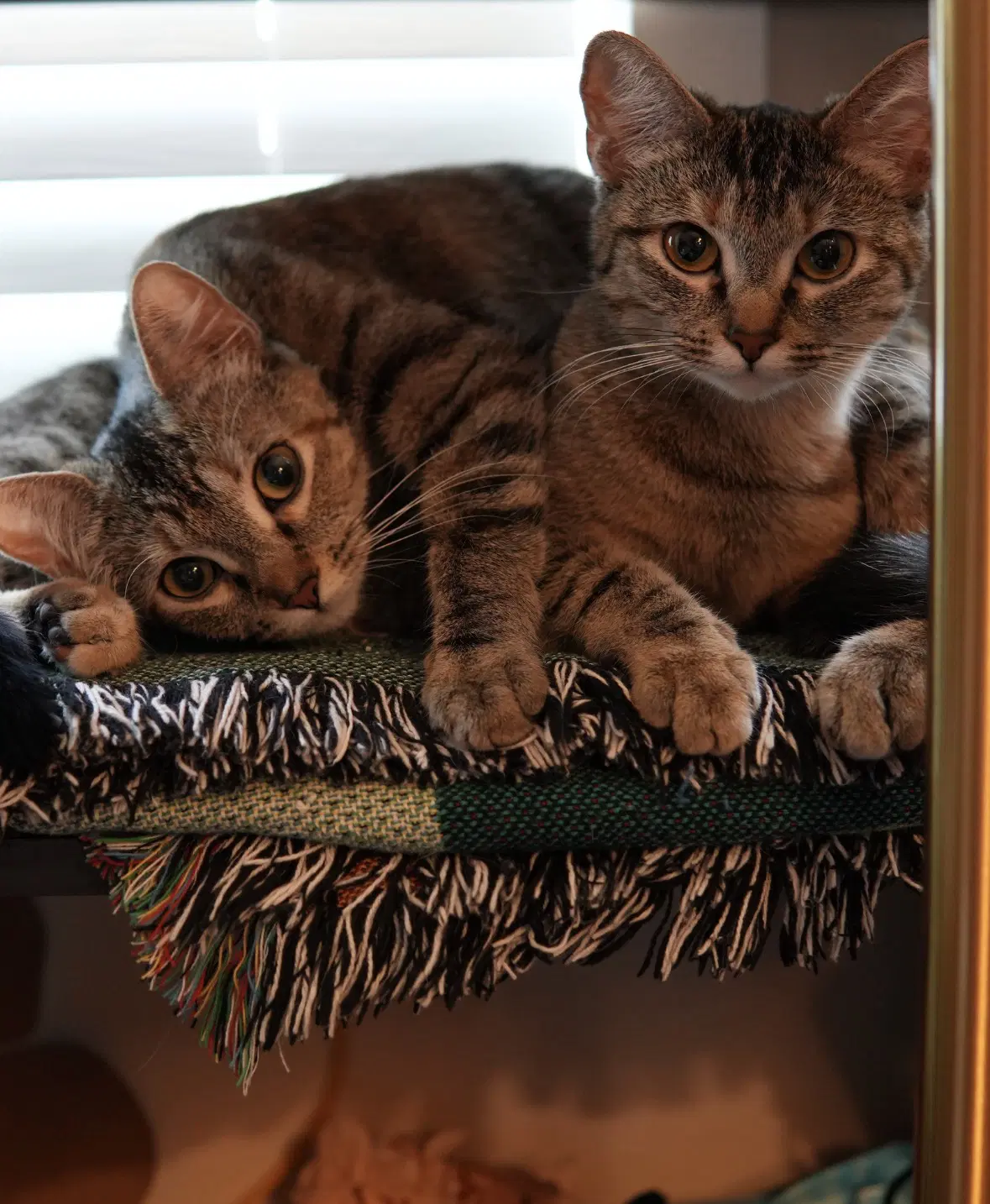 Louise And Thelma - Domestic Short Hair