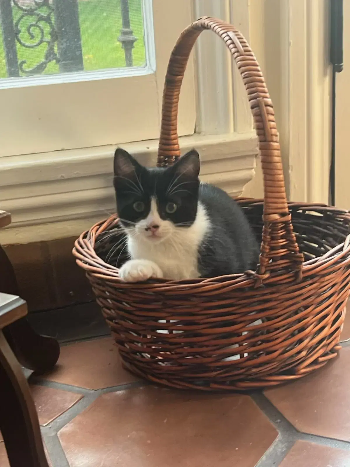 Tilli - Domestic Short Hair