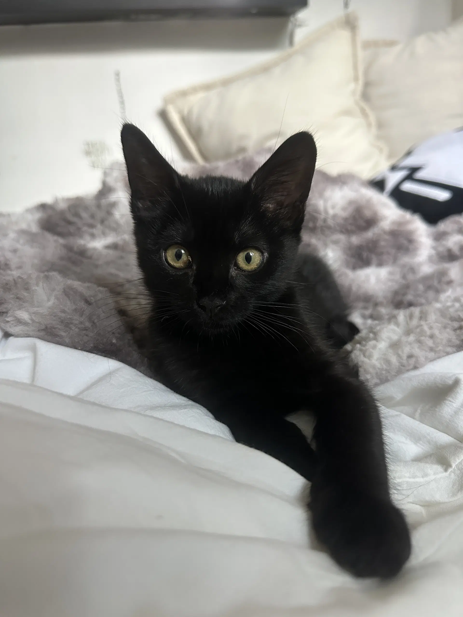 Dory - Domestic Short Hair