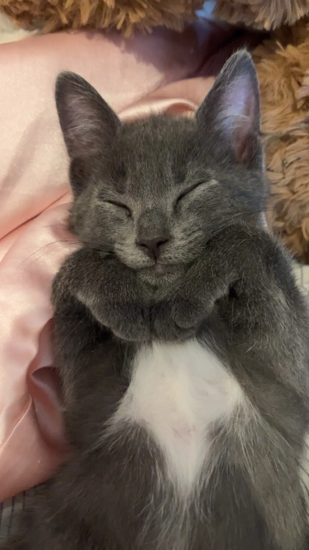 Sharky And Chili - Russian Blue