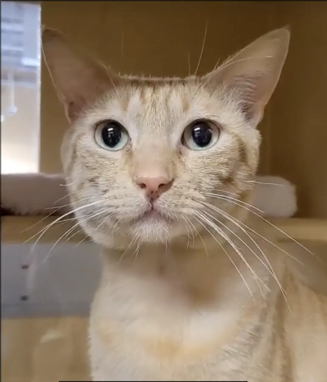 Garfield - Domestic Short Hair