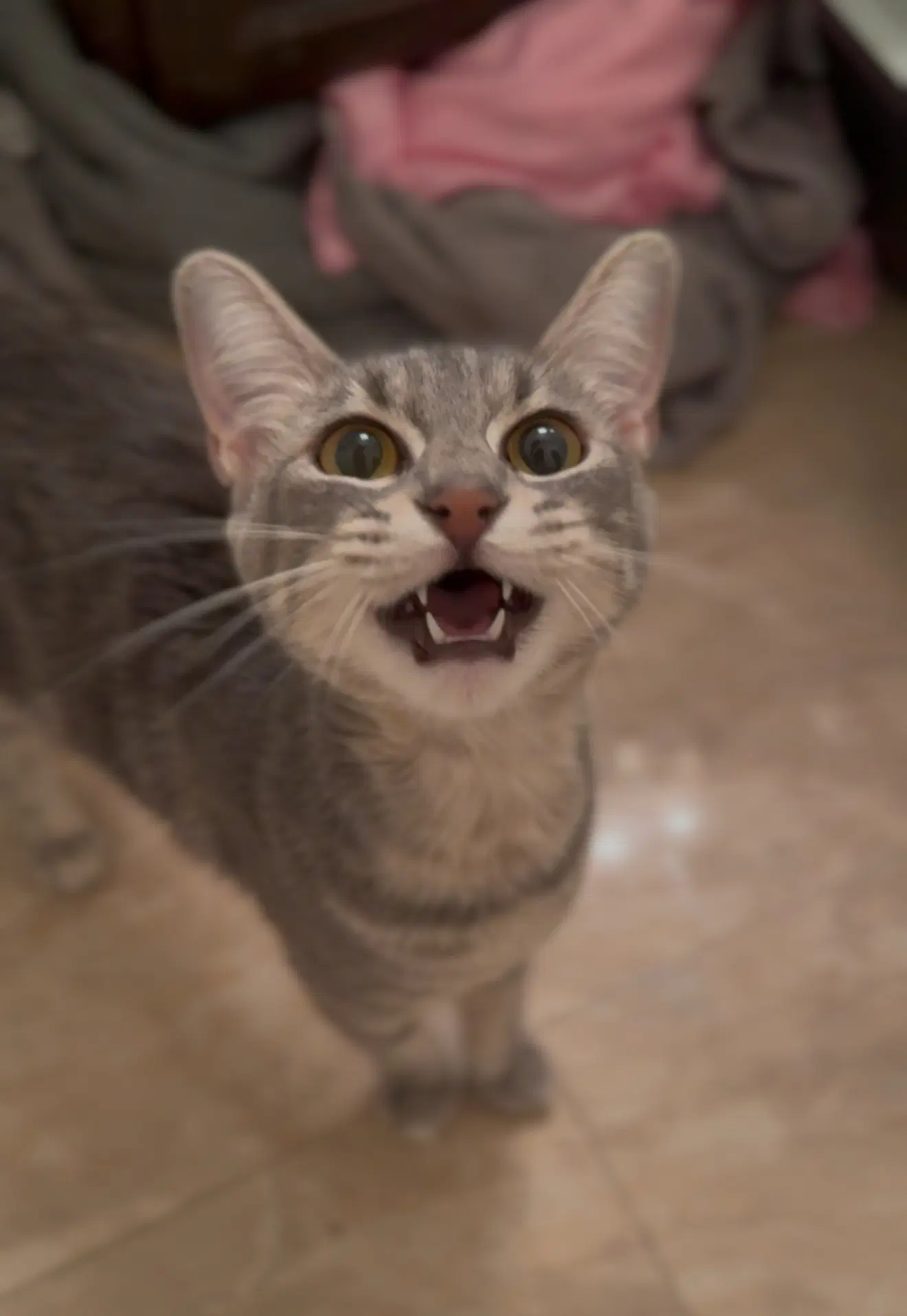 Tallulah - Domestic Short Hair