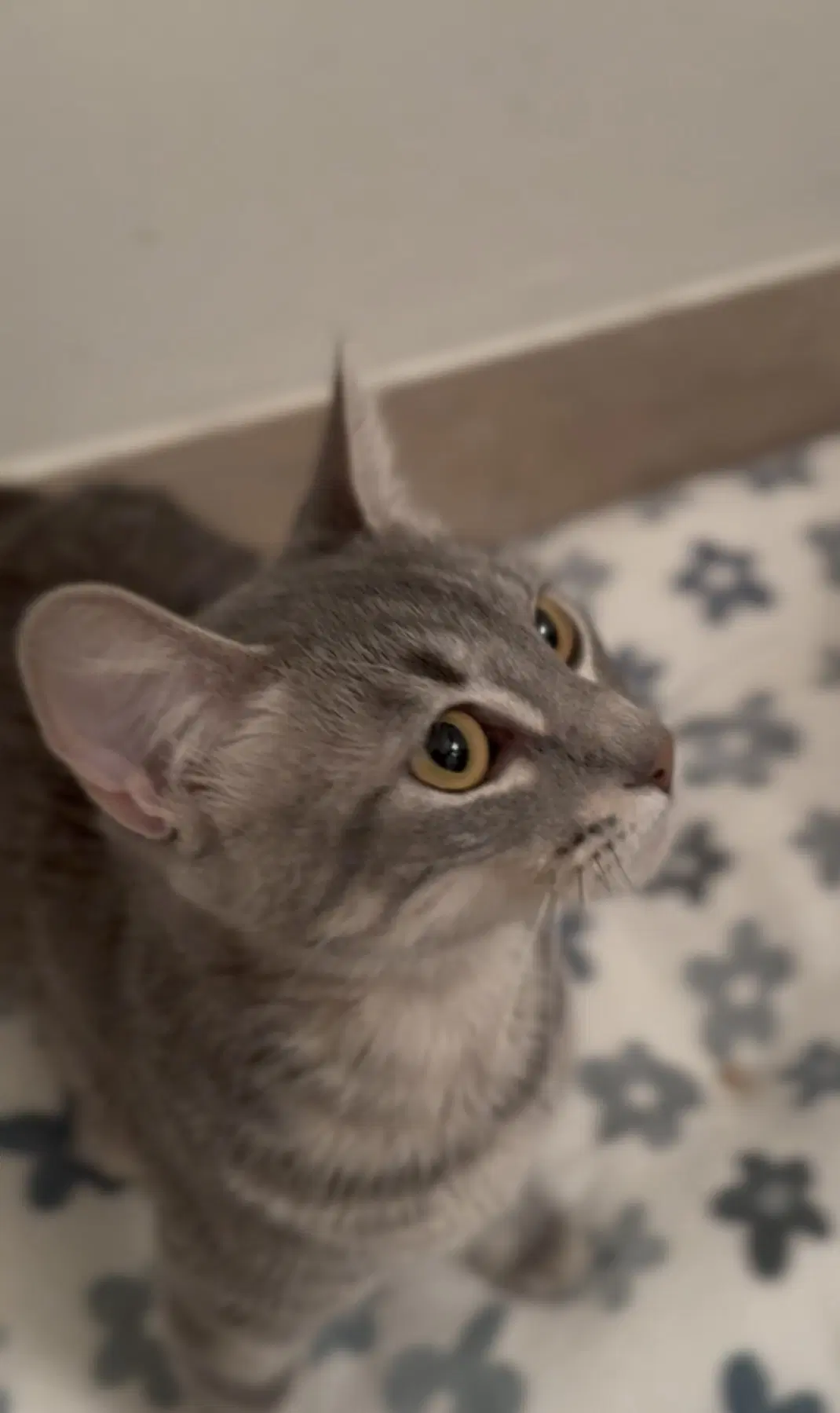 Tallulah image 2