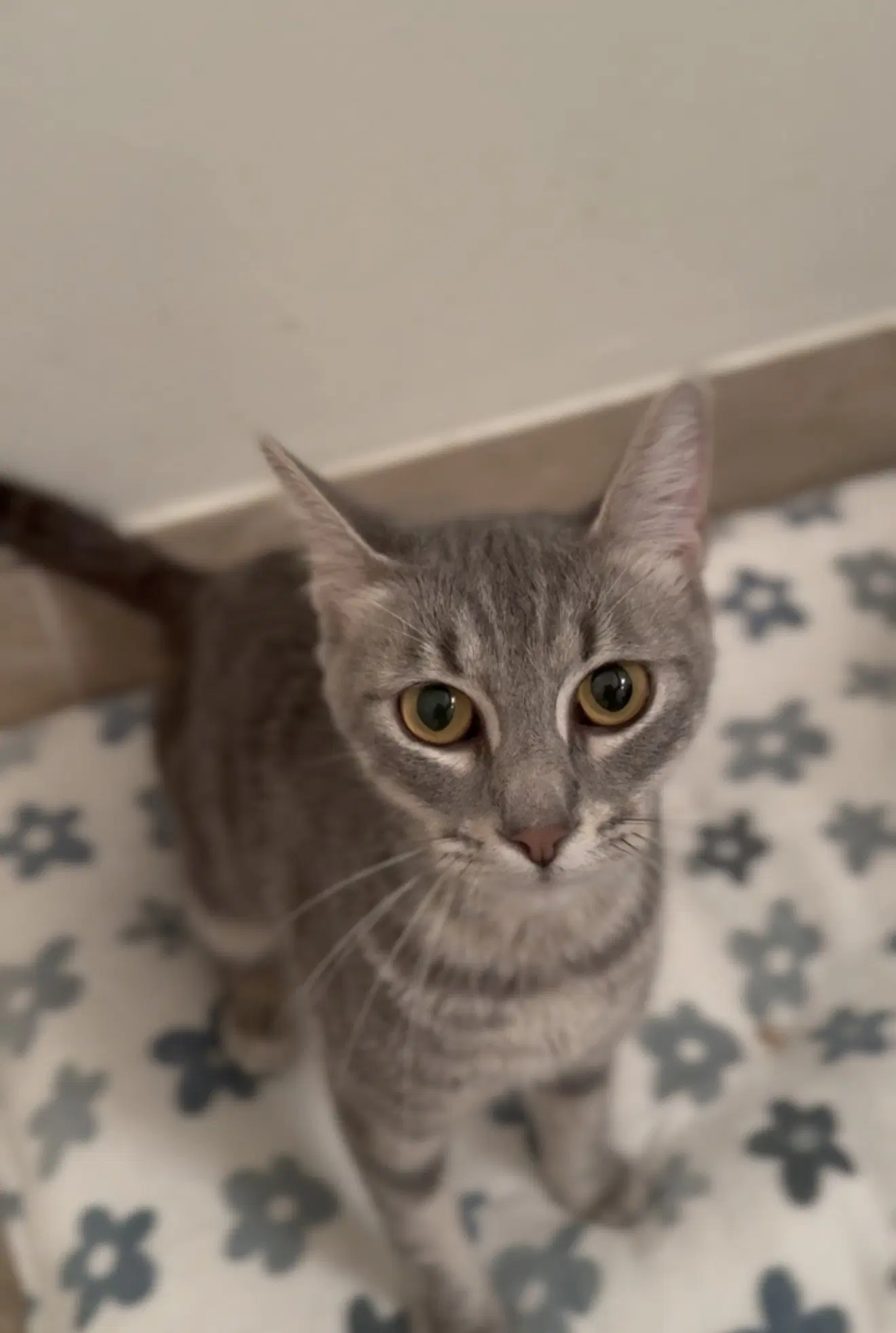 Tallulah image 3