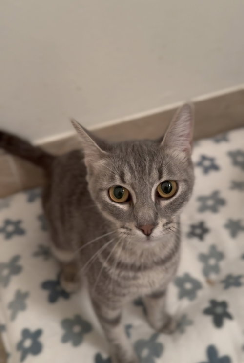 Tallulah photo 3