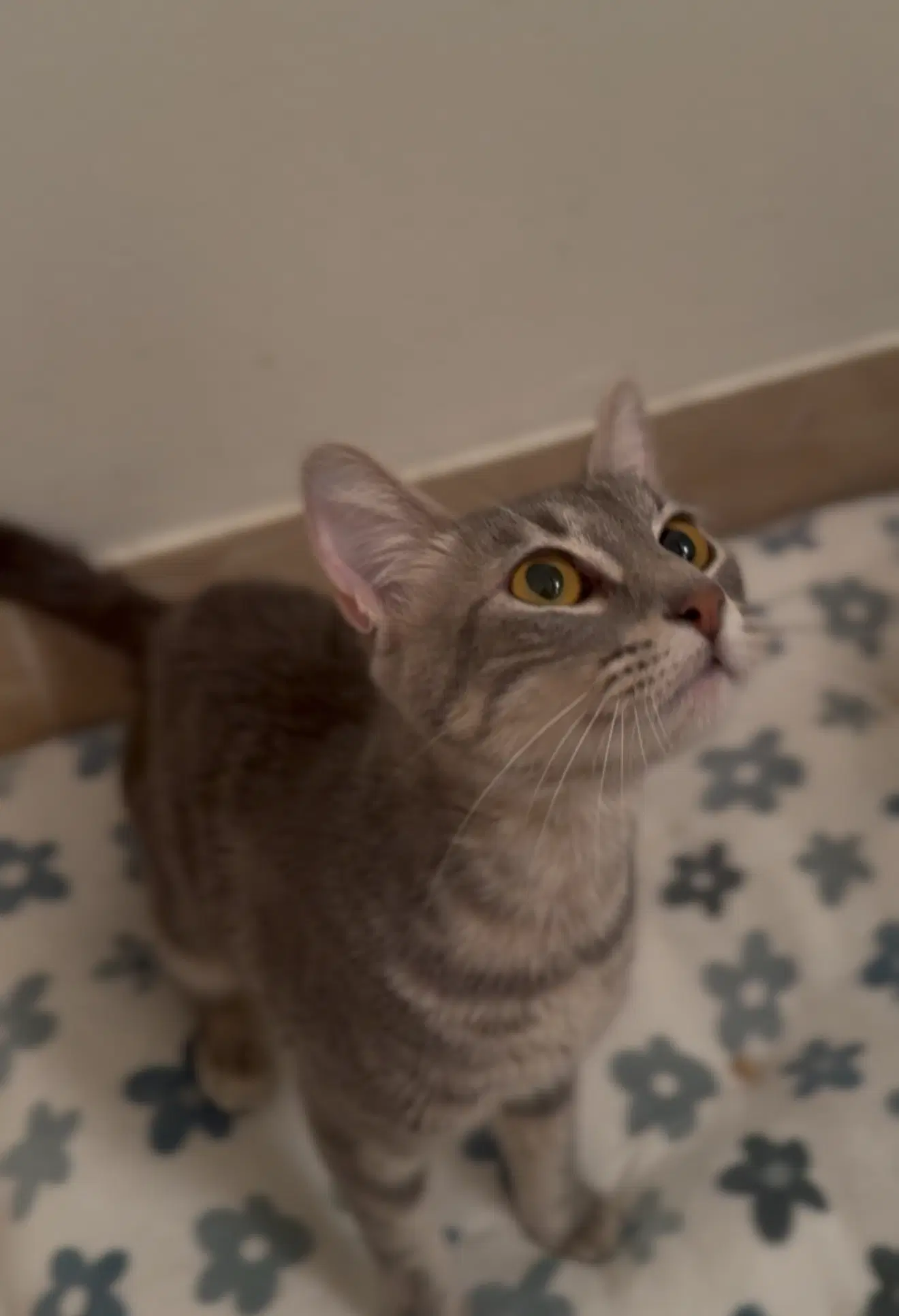 Tallulah image 4