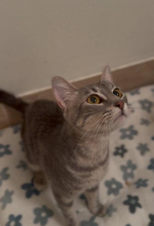 Tallulah photo 4
