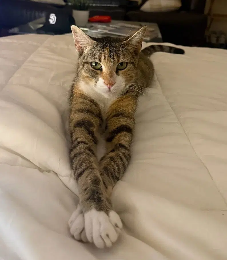 Charlie - Domestic Short Hair