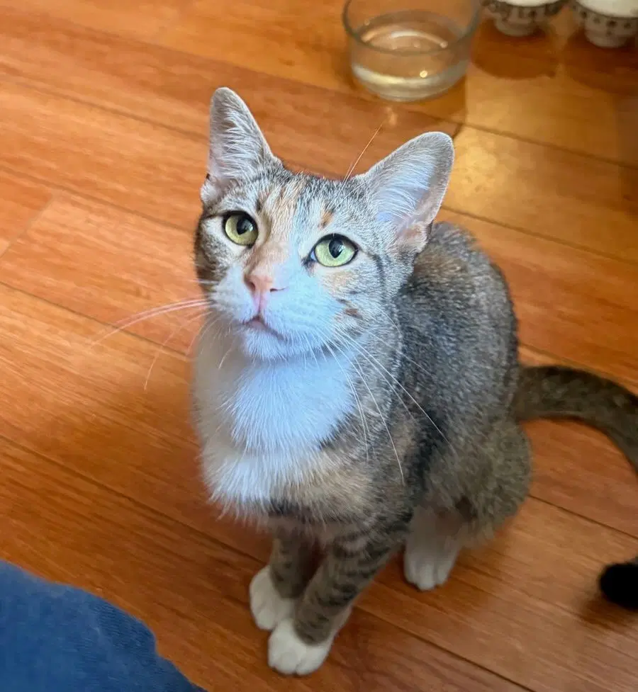 Charlie image 3