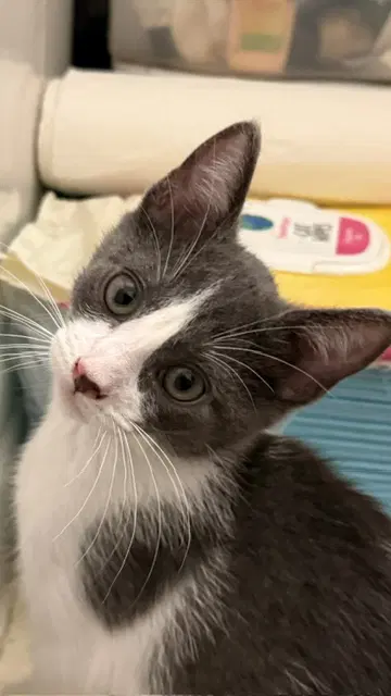 Mia - Domestic Short Hair