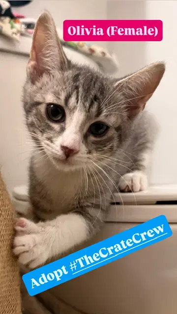 Olivia - Domestic Short Hair