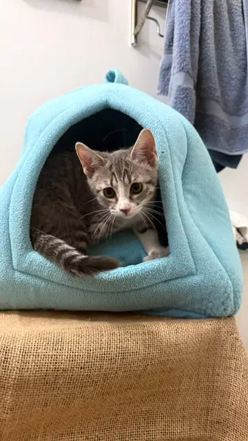 Olivia image 4