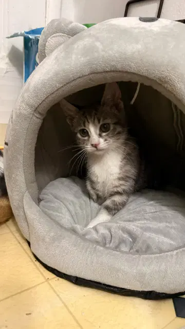 Olivia image 3