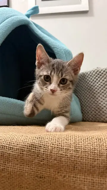 Olivia image 2