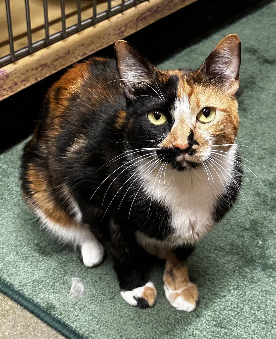 Portia - Domestic Short Hair