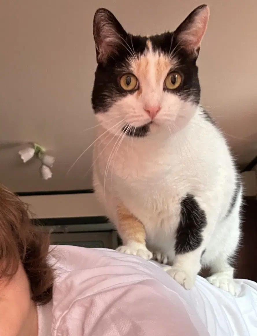 Digit - Calico