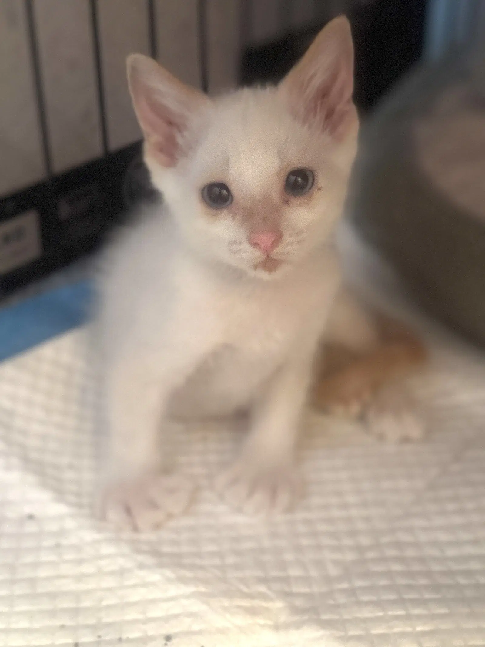 Wiley Creamer - Siamese