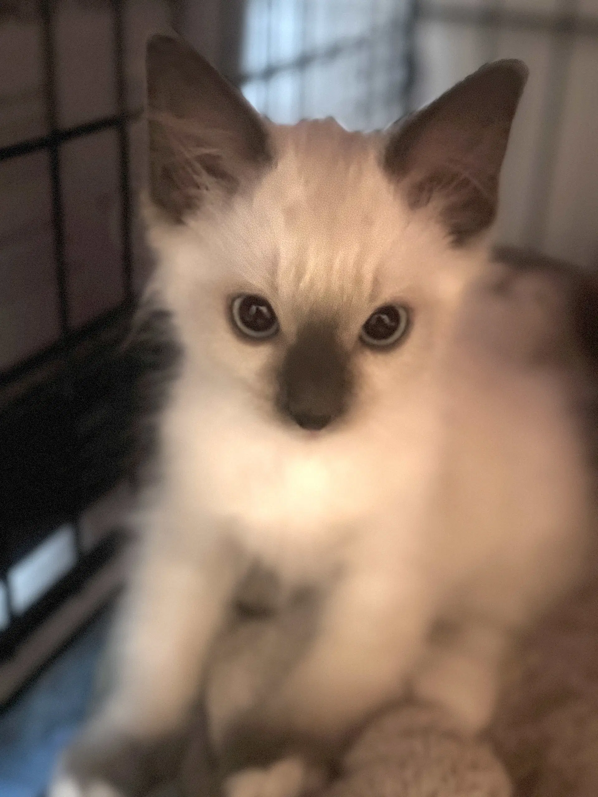 Runty - Snowshoe Siamese