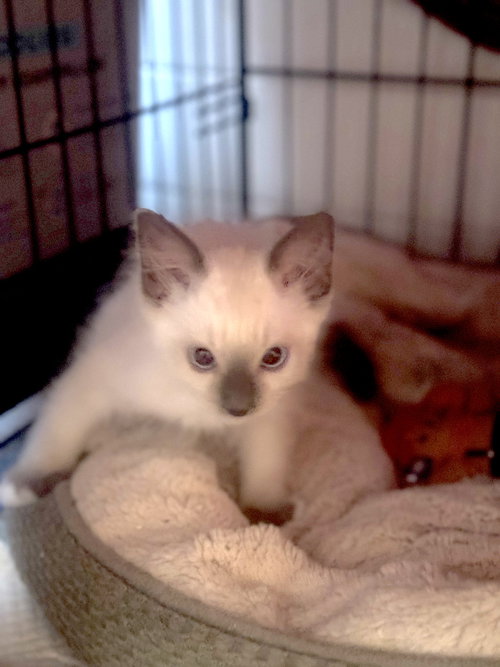 Runty photo 2