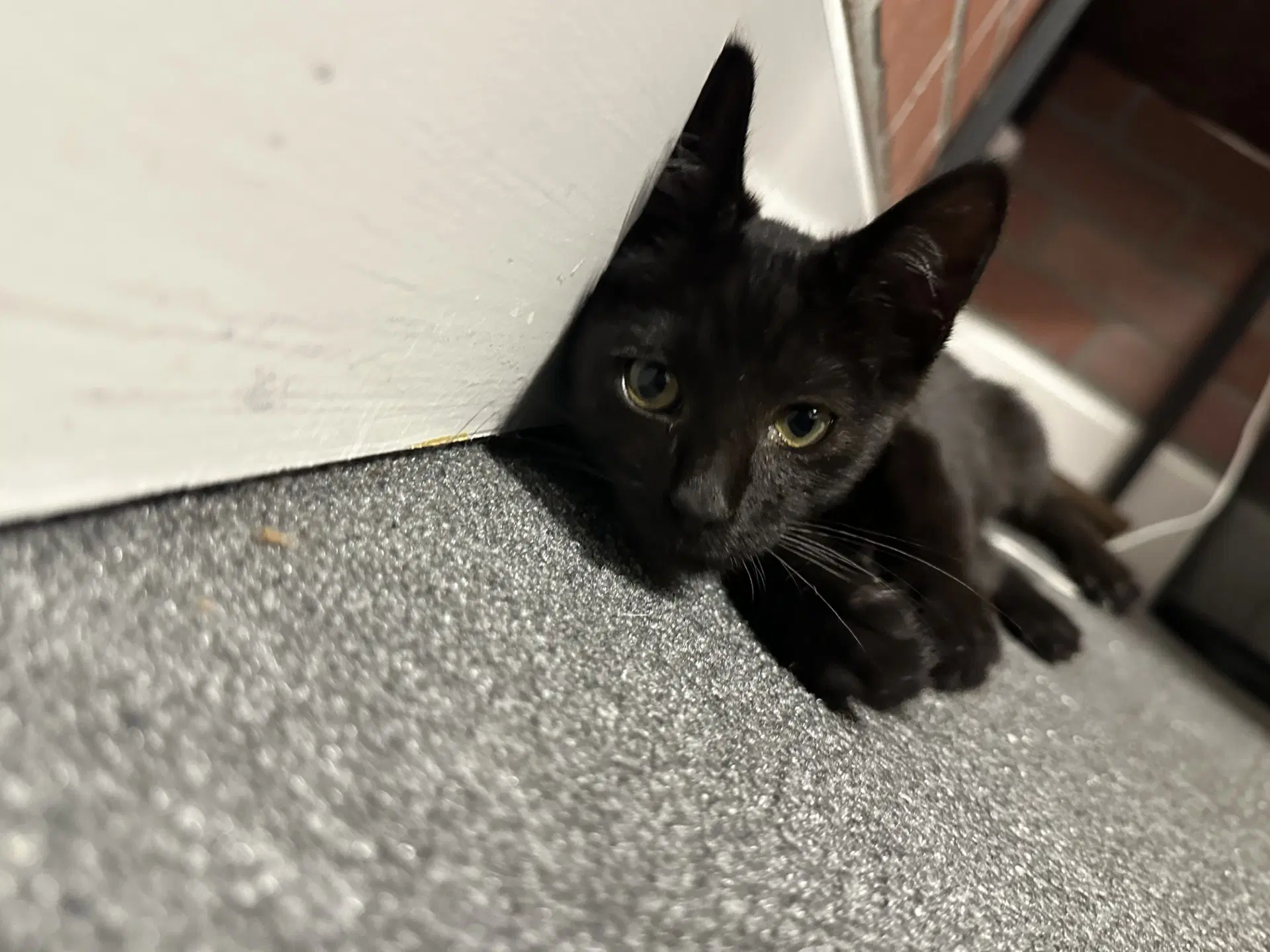 Nori - Domestic Short Hair
