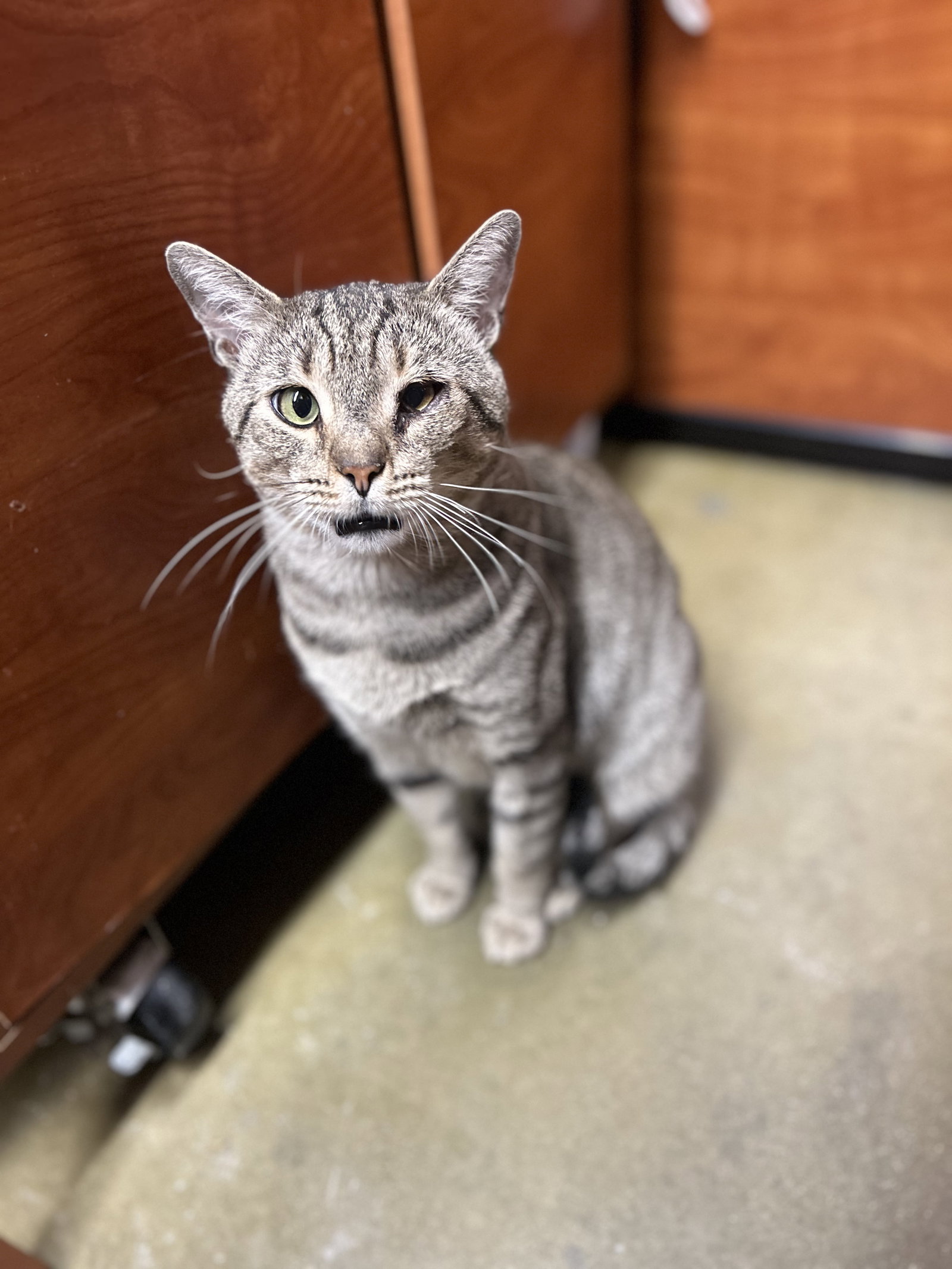 Taro (Little Buddy), photo 6
