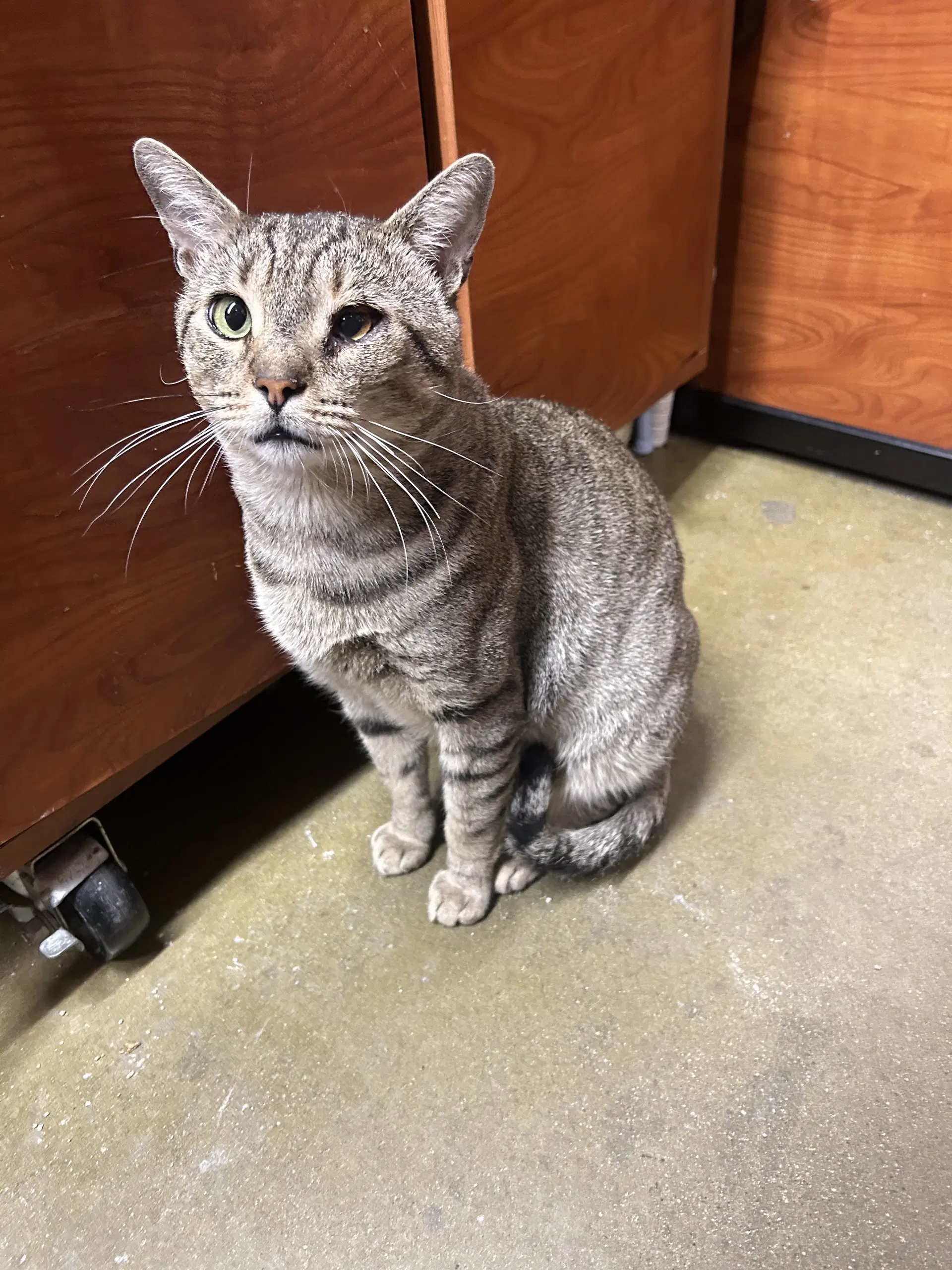 Taro Little Buddy image 4