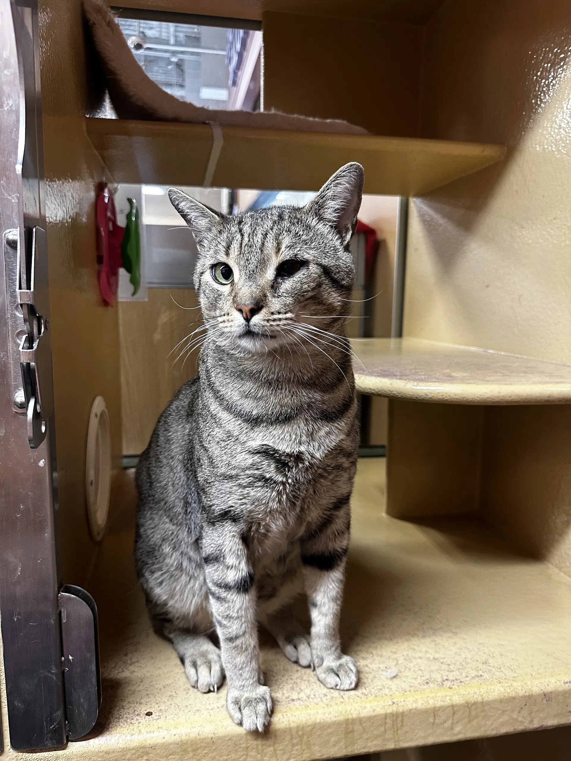 Taro Little Buddy - Domestic Short Hair
