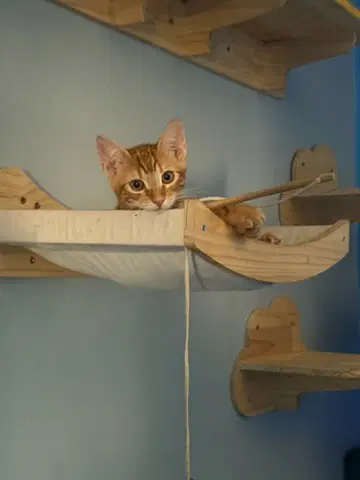 Jasper - Domestic Short Hair