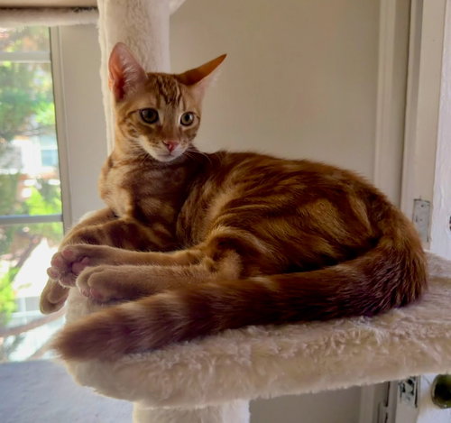 Jasper, a cat for adoption from Stray No More