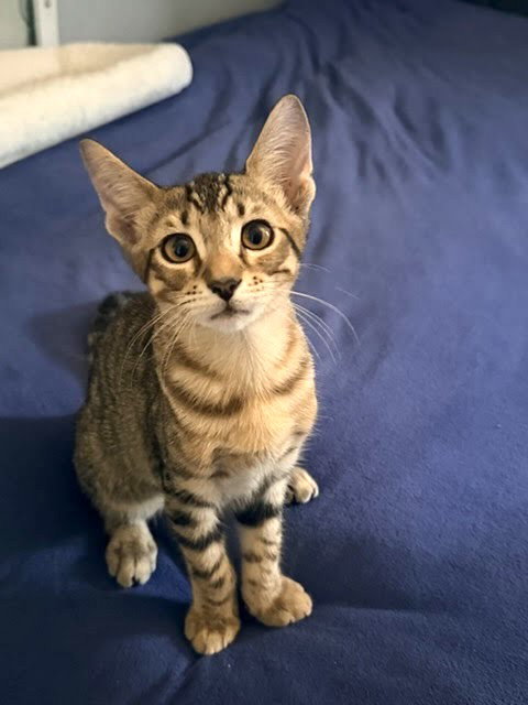 Photo 4 of Tiger