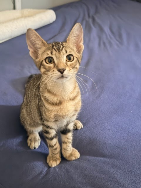 Photo 6 of Tiger