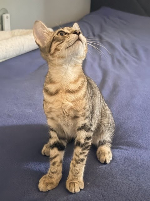 Tiger, photo 7