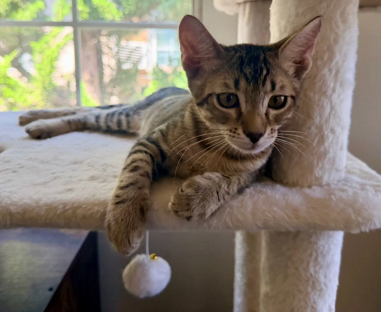 Tiger - Domestic Short Hair