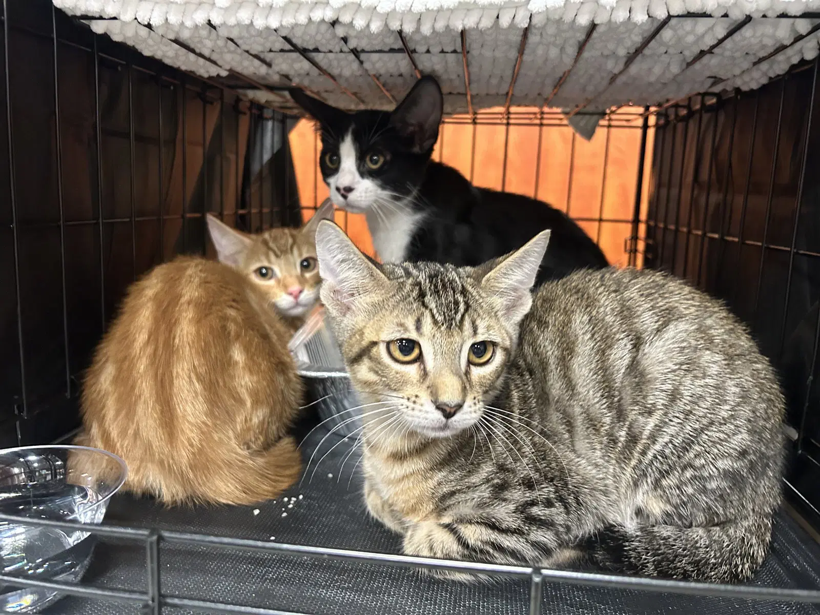 Onxy - Domestic Short Hair